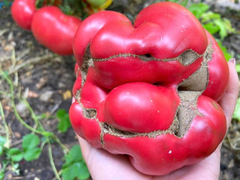 How to Prevent the Dreaded Catfacing in Tomatoes
