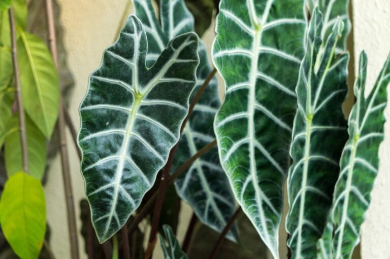 La alocasia necesita luz en interior
