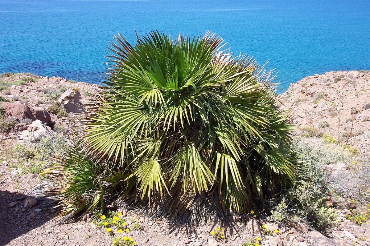 The saw palmetto is a multi-stemmed palm