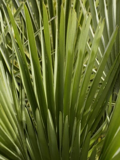 The saw palmetto is a multi-stemmed palm