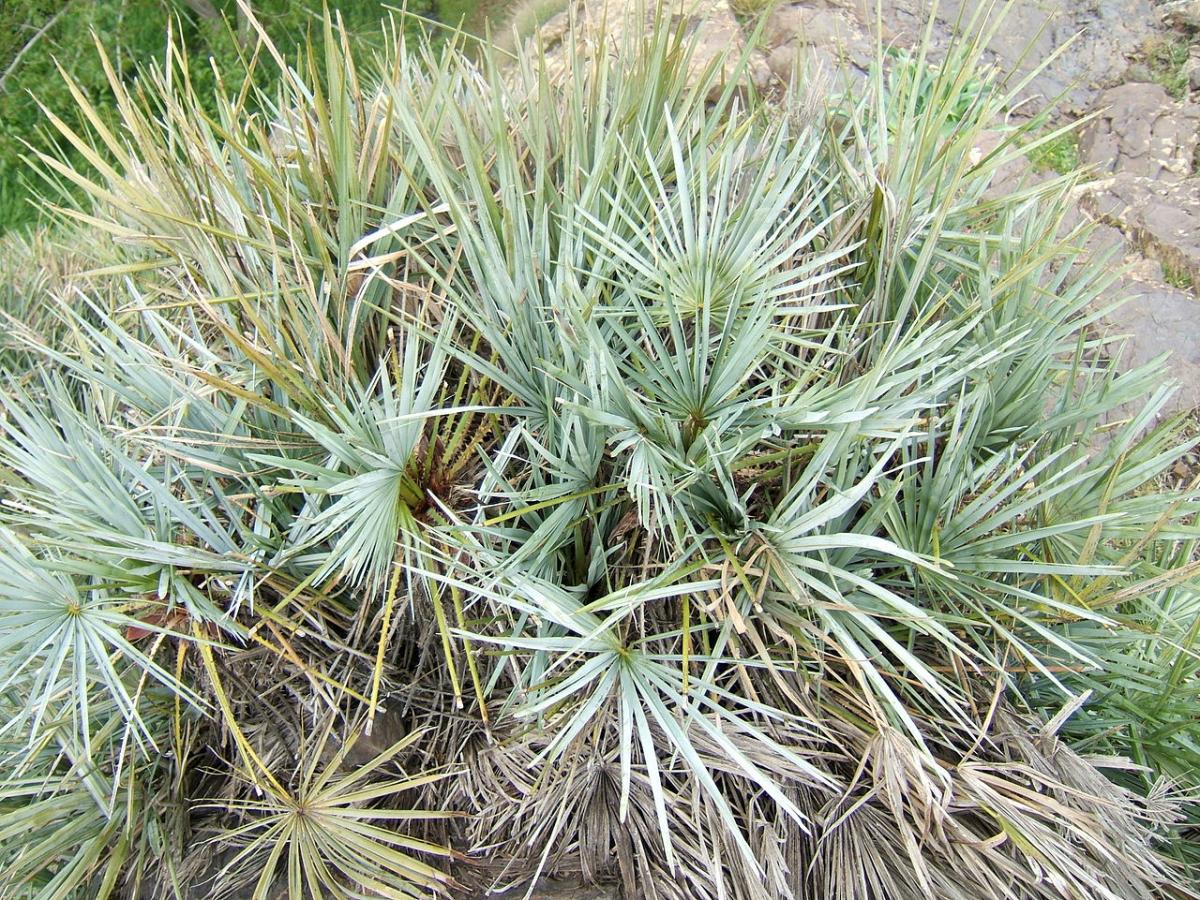 The blue dwarf palm is African