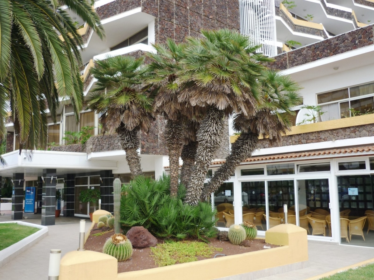 The palmetto is an ornamental palm