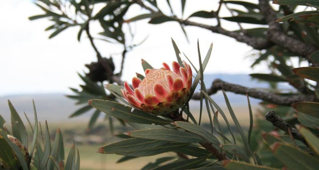 Género de plantas Protea