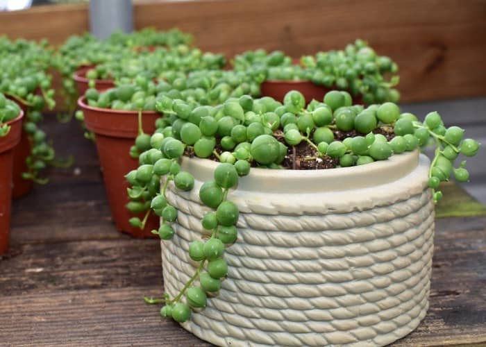 Succulents that need little light