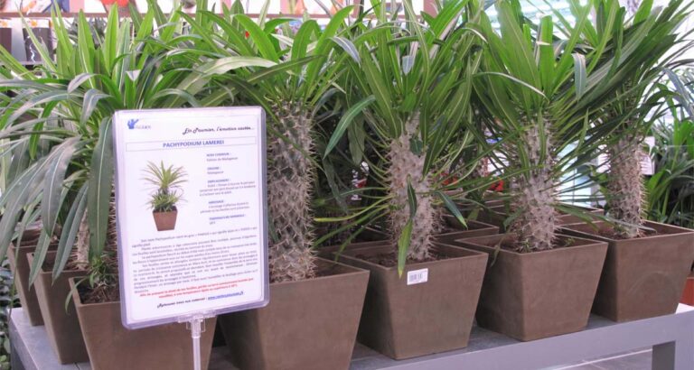 Palmera de Madagascar