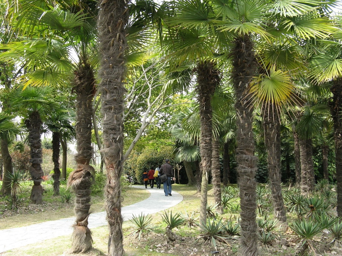 The raised saw palmetto is a cold hardy palm