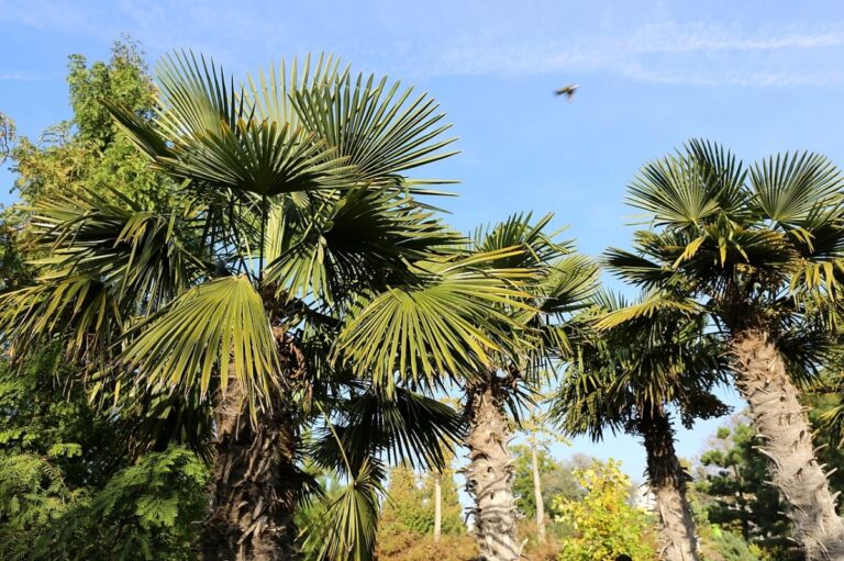 El palmito elevado es una palmera r&uacute;stica