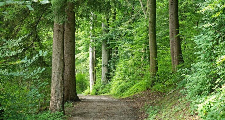 Plan forestal de bosques