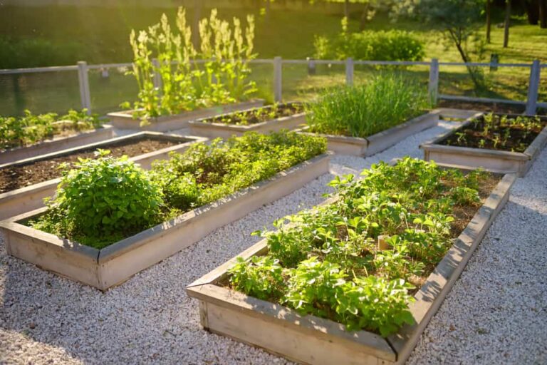 How to Create the Perfect Raised Vegetable Garden