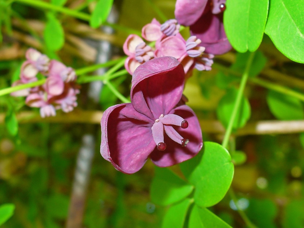 Akebia quinata is a climbing plant with fragrant flowers