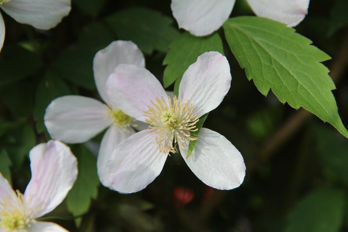 Clematis is an aromatic flower climber
