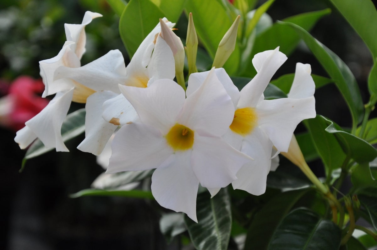 Mandevilla laxa is a perennial climbing plant