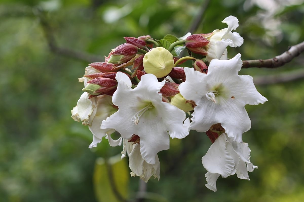 The beaumontia has white flowers