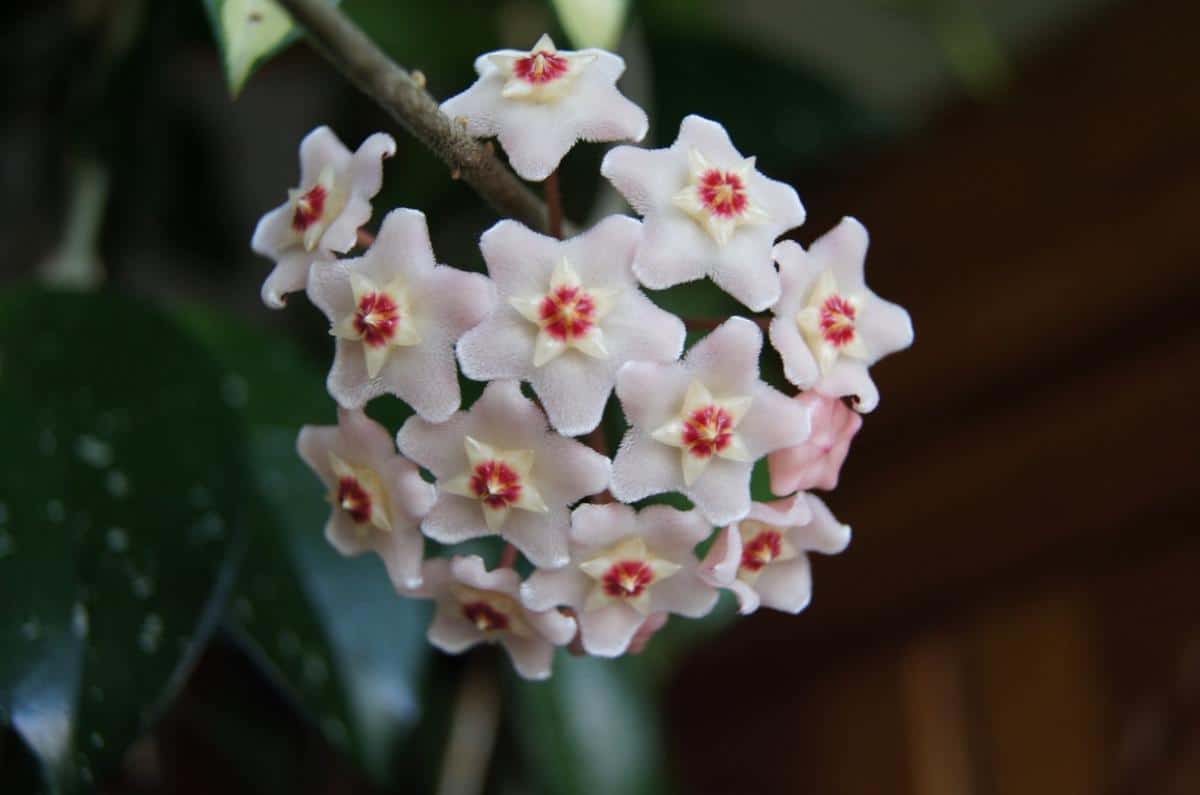 Hoya carnosa is a flowering plant