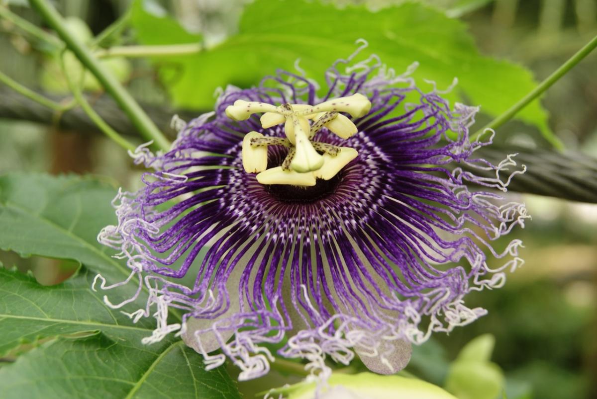 Passion flower incarnata is a fast growing vine