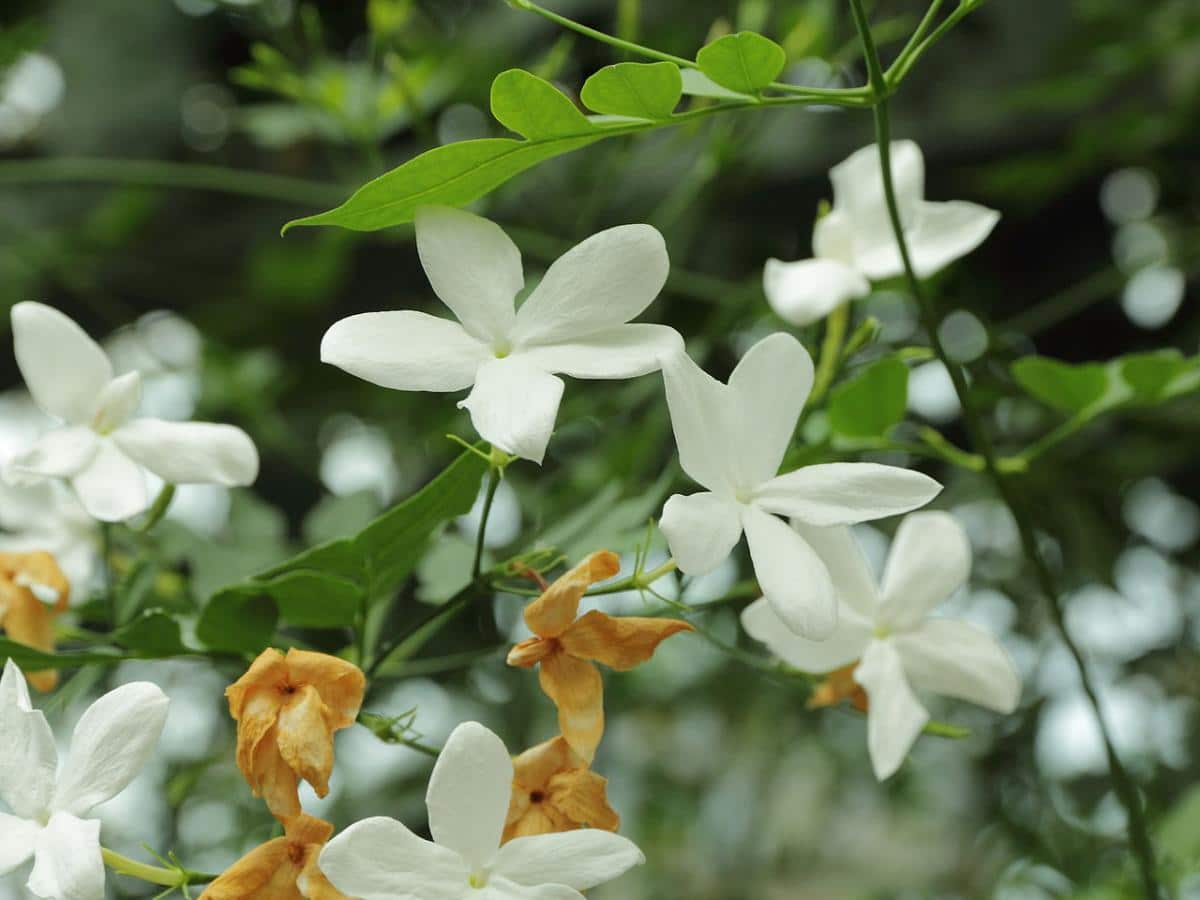 Wisteria is a very big climber