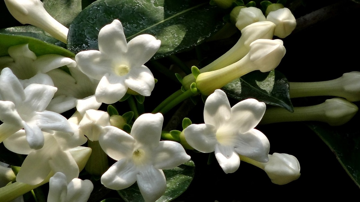 Stephanotis is tropical