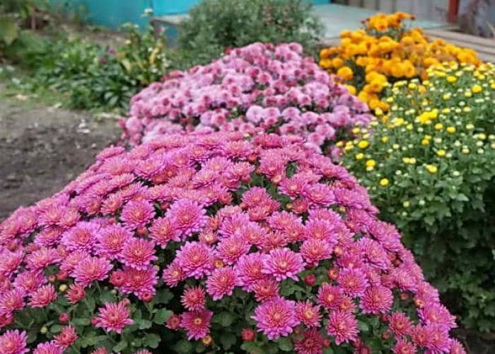 flowering plants that can be grown from cuttings 