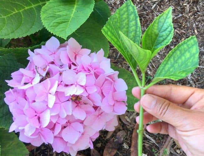 flowers you can grow from cuttings