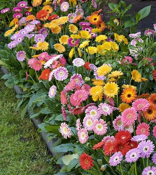 flowering plants that can be grown from cuttings 