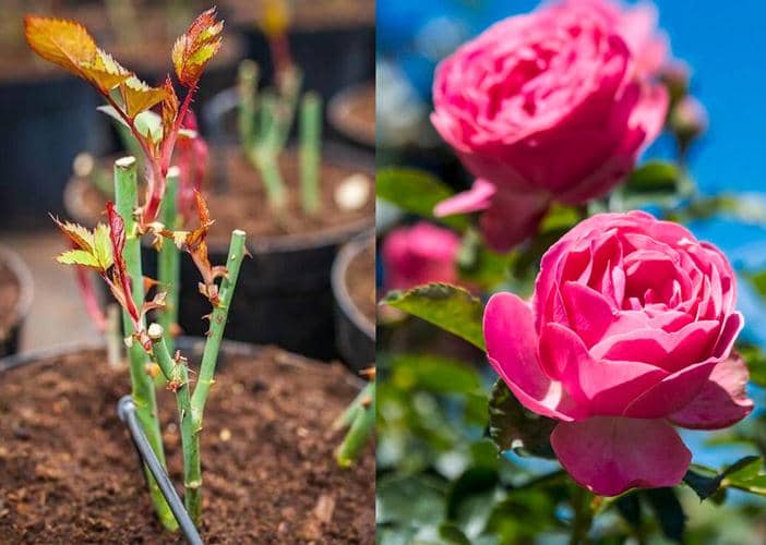 flowering plants that can be grown from cuttings 