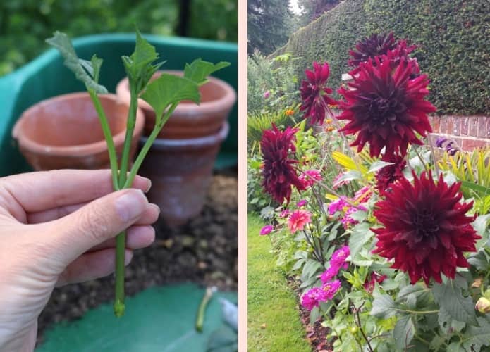 flowering plants that can be grown from cuttings 