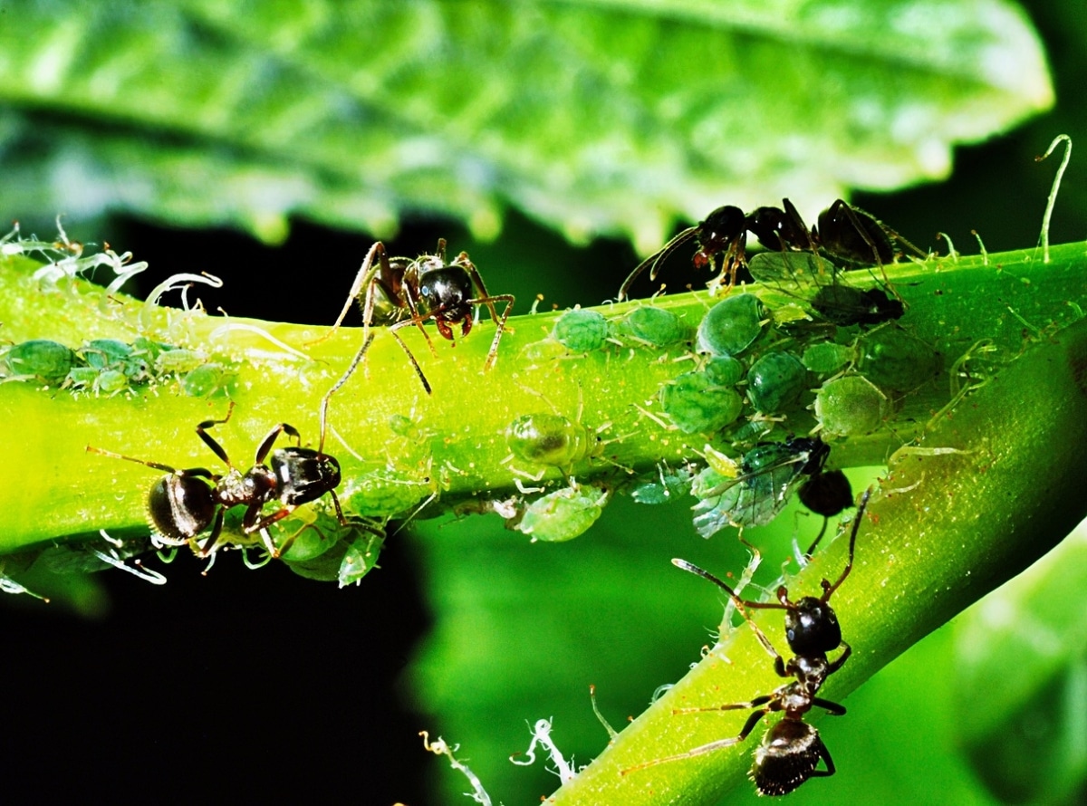 Green aphids are insects that cause damage to plants