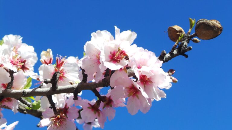Cuando la flor del almendro est&aacute; a punto de florecer, se llama palomita de ma&iacute;z