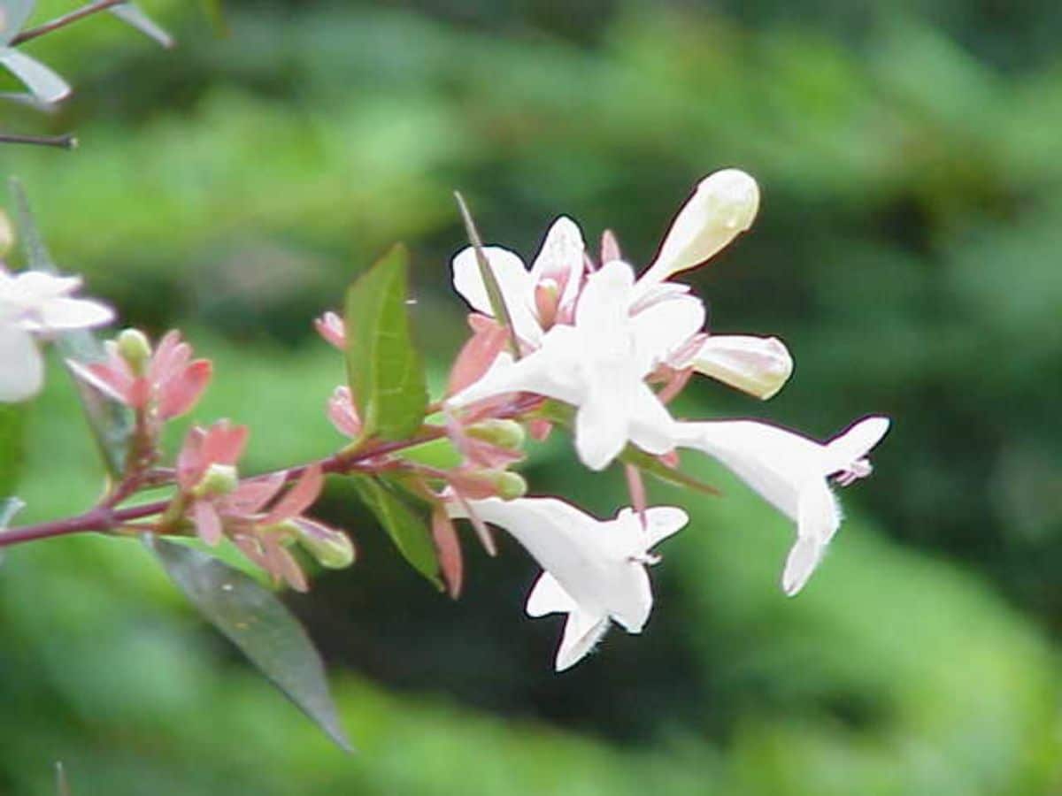 abelia floribunda flowers