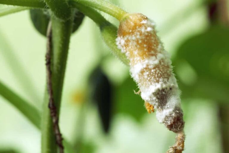 How to identify and treat sclerotinia rot