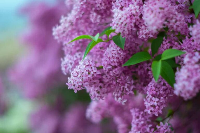 How to grow and care for lilacs in the garden
