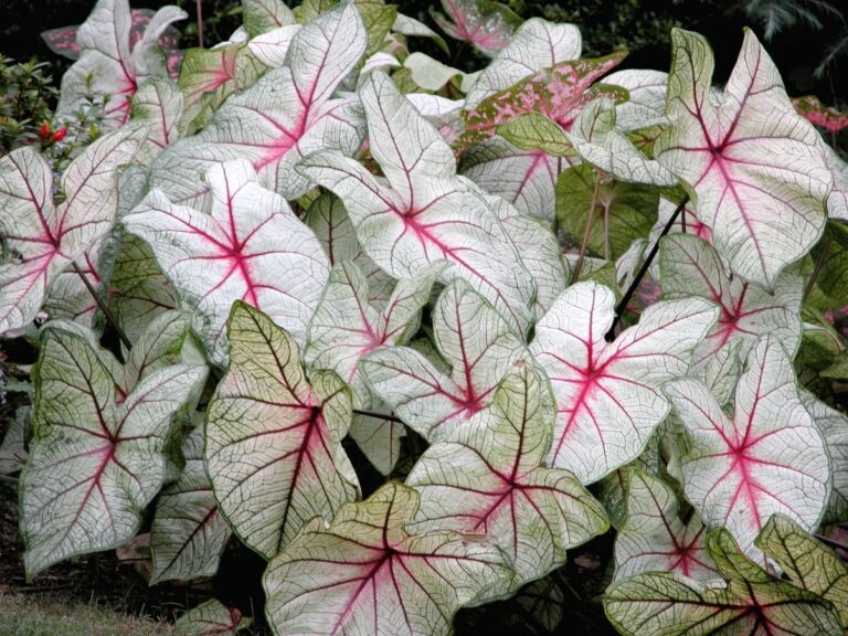El caladium es una planta tropical