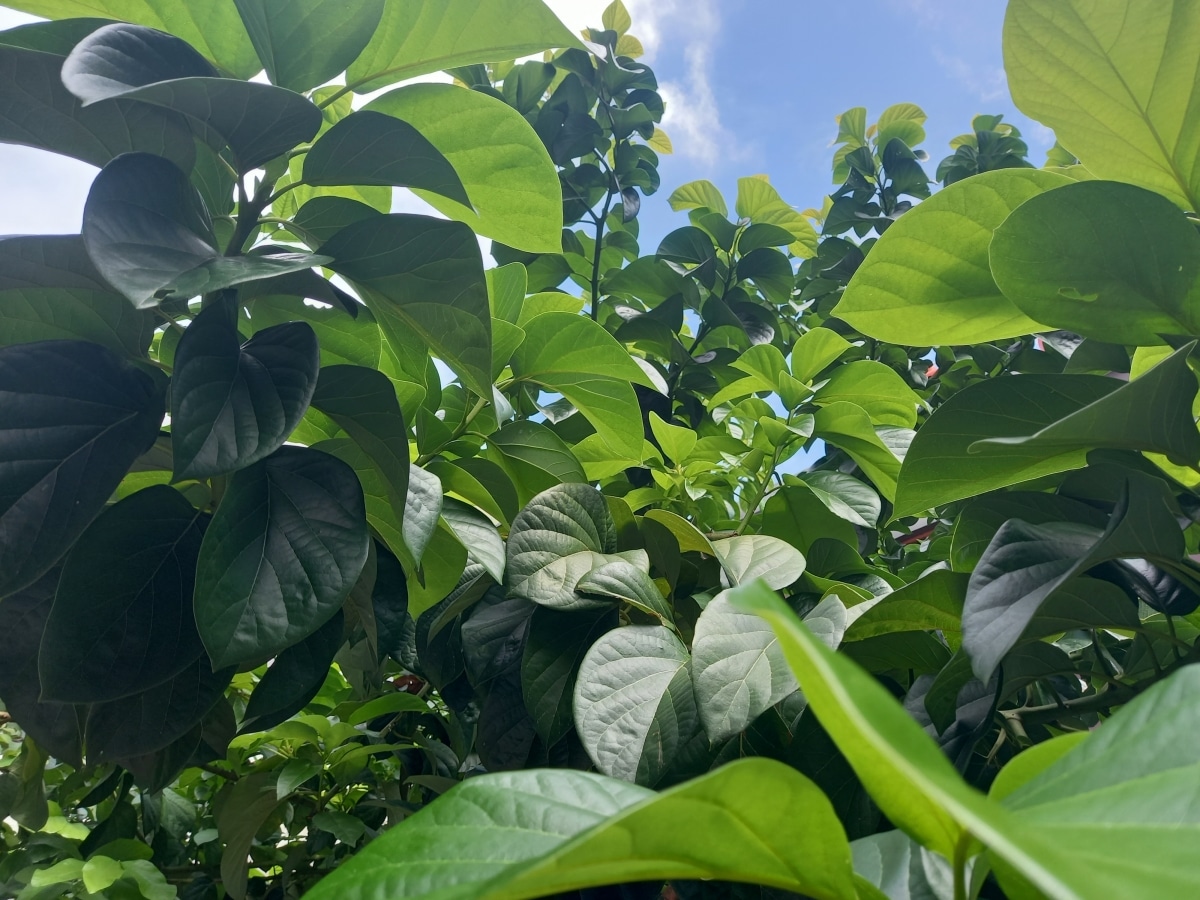 The avocado tree must be watered