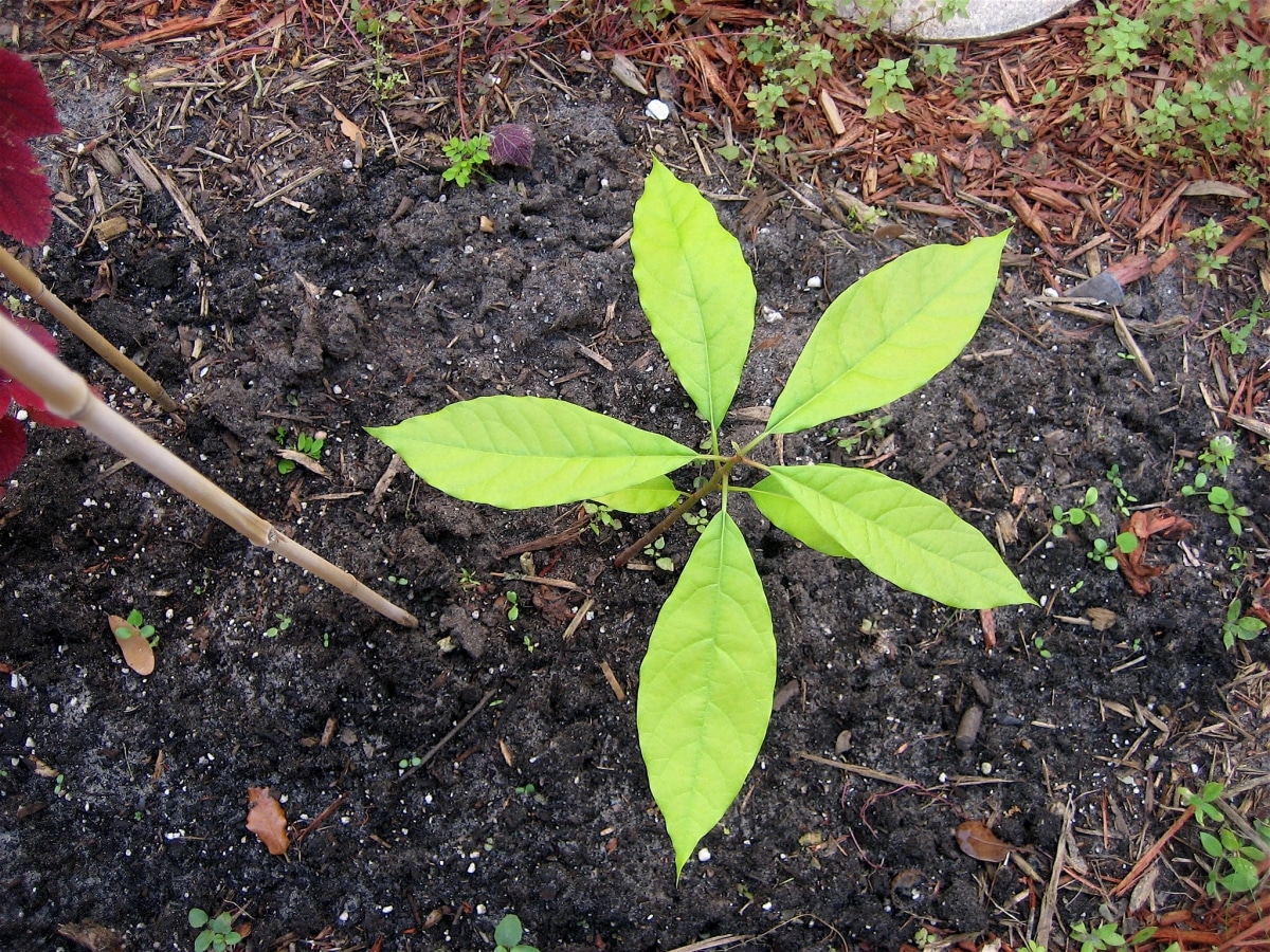 The avocado should be watered frequently