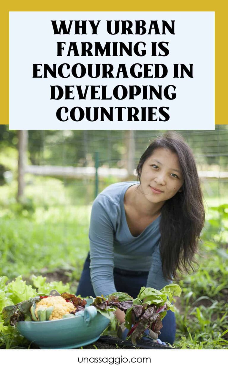 4 reasons why urban agriculture is encouraged in developing countries