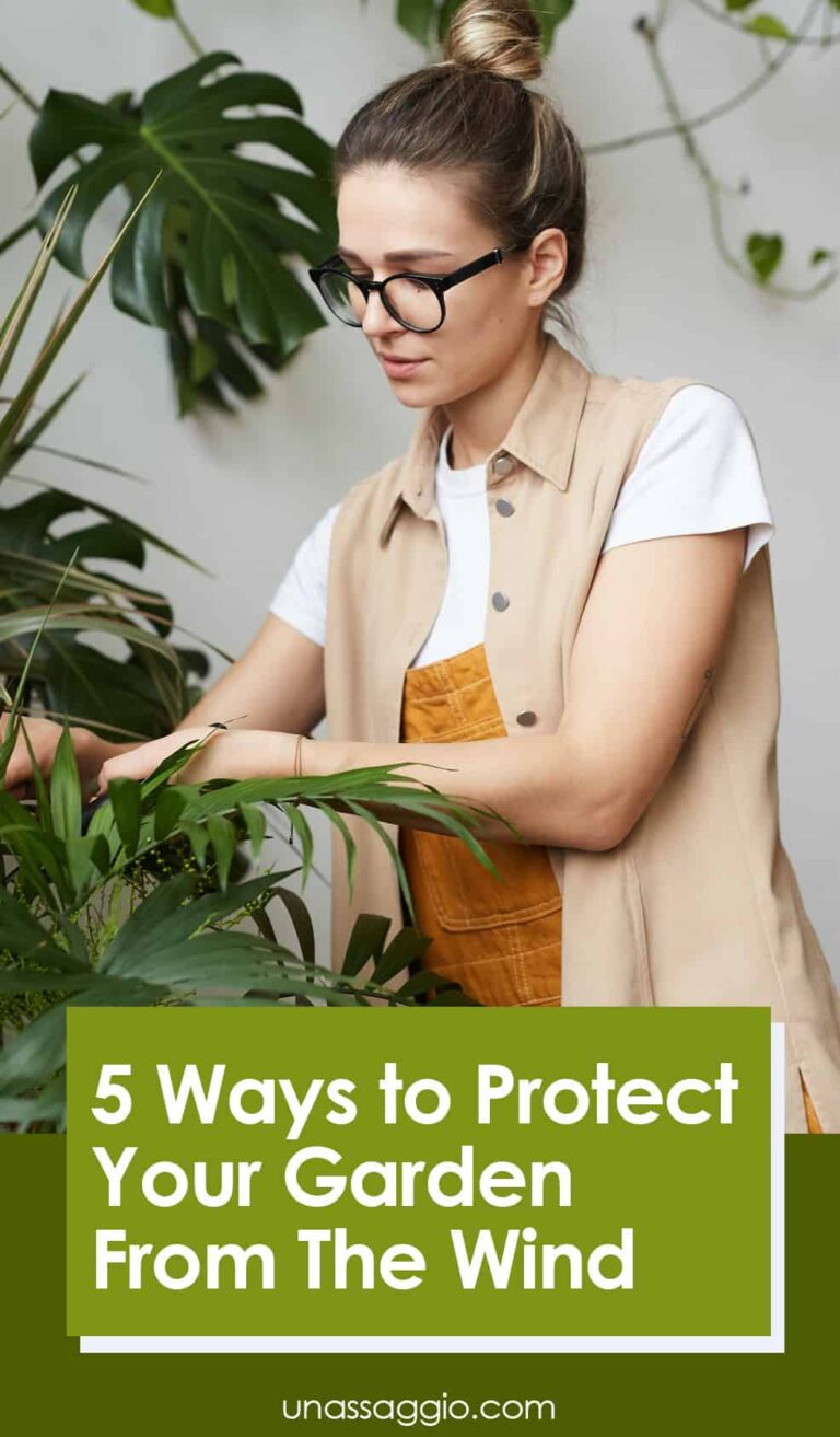 5 ways to protect your garden from the wind