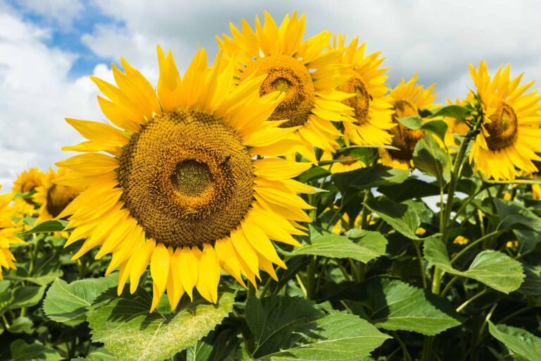 11 flowers that bloom all summer long