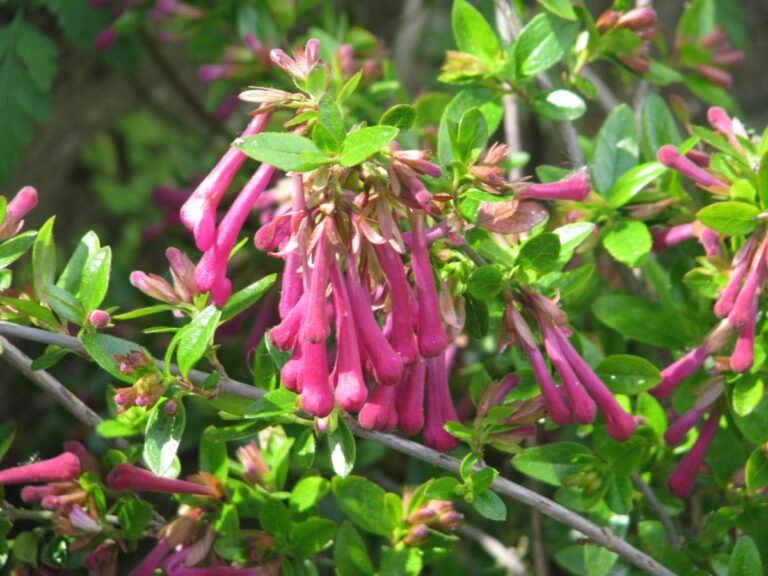 Abelia floribunda: cuidados