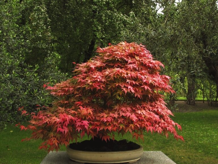 El bonsai de Acer palmatum atropurpureum es f&aacute;cil de cuidar