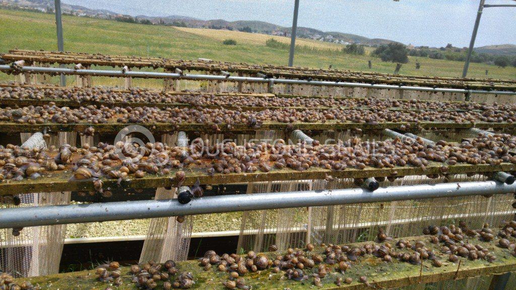 Build a fence for snail farming