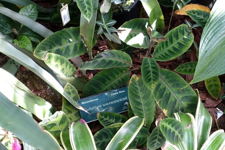 Calathea warscewiczii