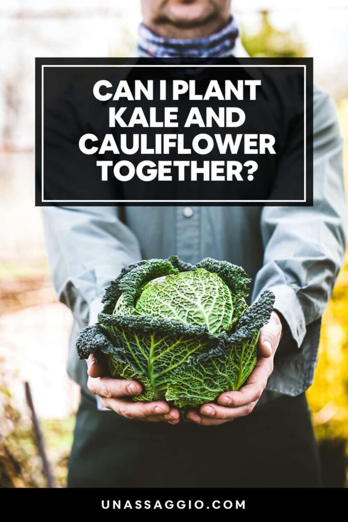 Can kale and cauliflower be planted together?