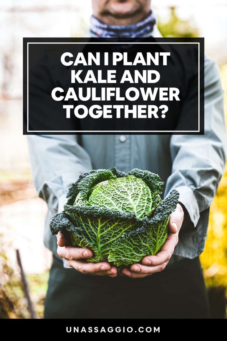 Can kale and cauliflower be planted together?