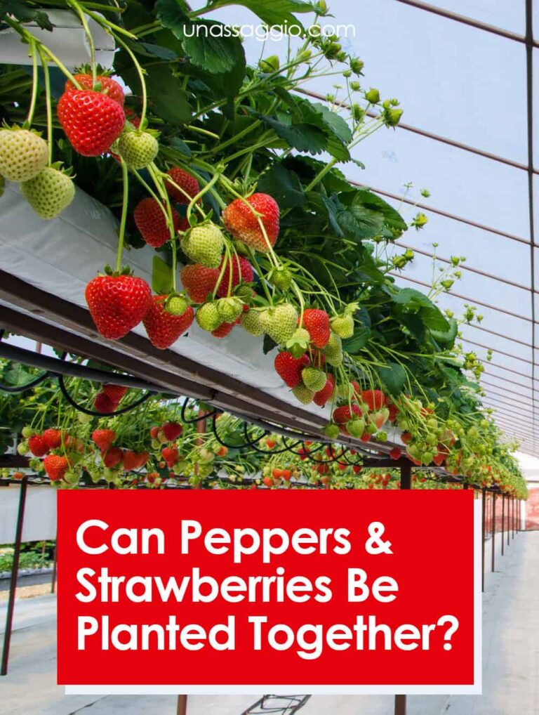 Can peppers and strawberries be planted together?