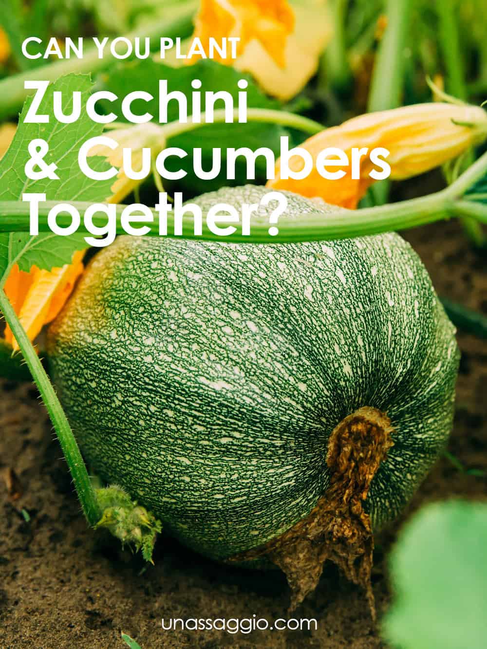 Can you plant zucchini and cucumbers together?