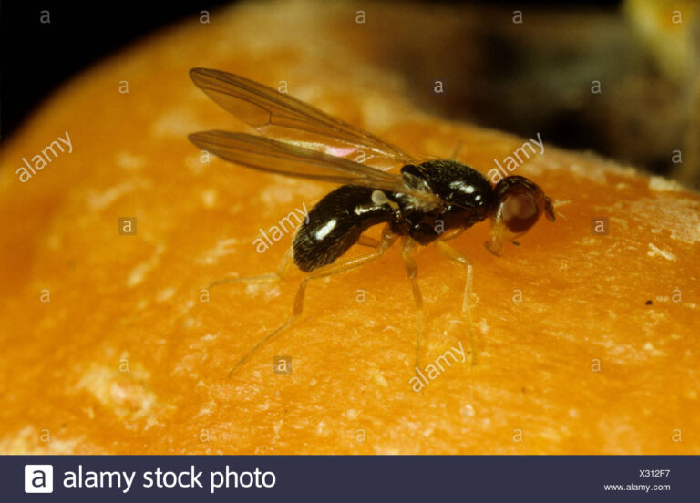 Carrot Fly (Chamaepsila Rosae)