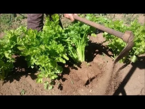 Celery: Organic Farming