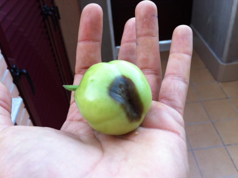 Cure Tomato Black Ass