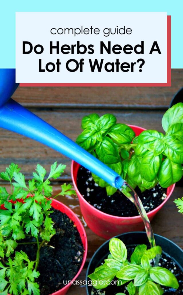 Do herbs need a lot of water?