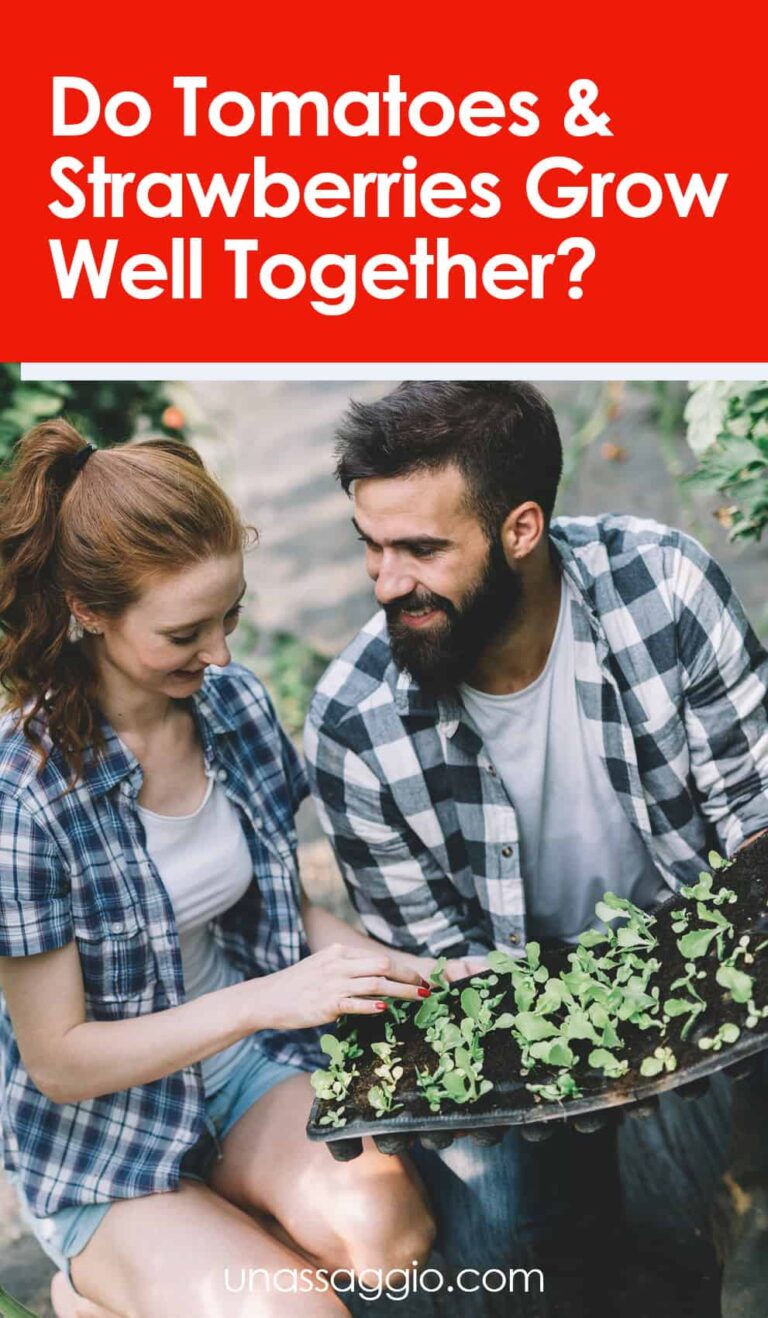 Do tomatoes and strawberries grow well together?